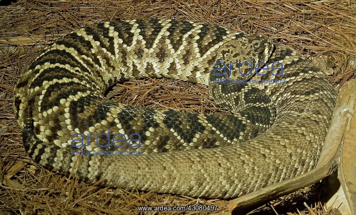 : Eastern Diamondback Rattlesnake : Eastern Diamondback Rattlesnake