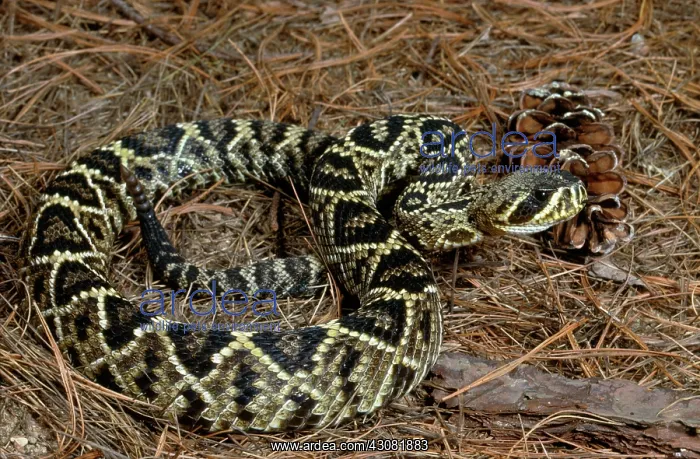 : Eastern Diamondback Rattlesnake : Eastern Diamondback Rattlesnake