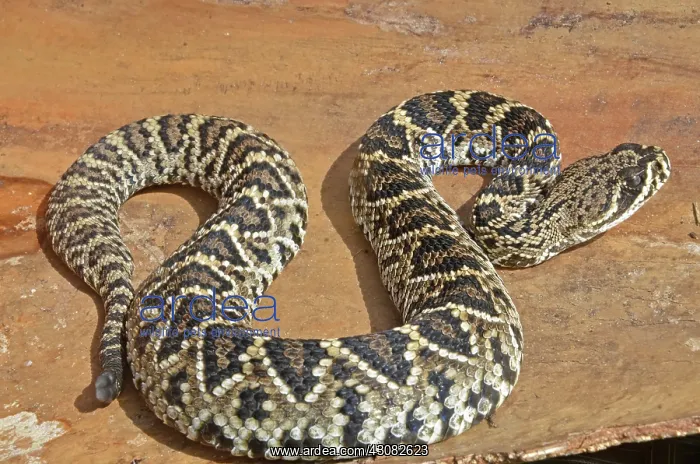 : Eastern Diamondback Rattlesnake : Eastern Diamondback Rattlesnake