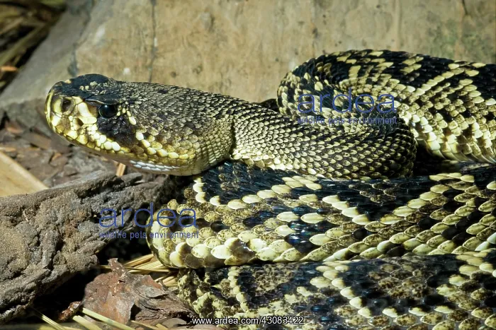 : Eastern Diamondback Rattlesnake : Eastern Diamondback Rattlesnake