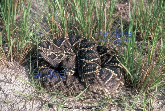 : Eastern Diamondback Rattlesnake : Eastern Diamondback Rattlesnake