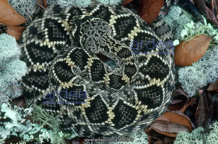 : Eastern Diamondback Rattlesnake : Eastern Diamondback Rattlesnake
