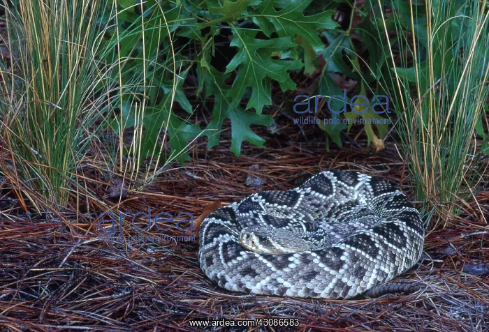 : Eastern Diamondback Rattlesnake : Eastern Diamondback Rattlesnake