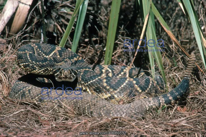 : Eastern Diamondback Rattlesnake : Eastern Diamondback Rattlesnake