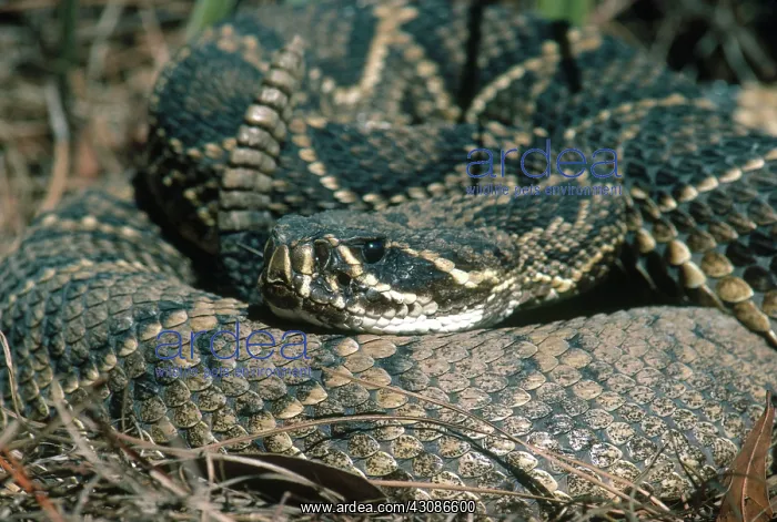 : Eastern Diamondback Rattlesnake : Eastern Diamondback Rattlesnake