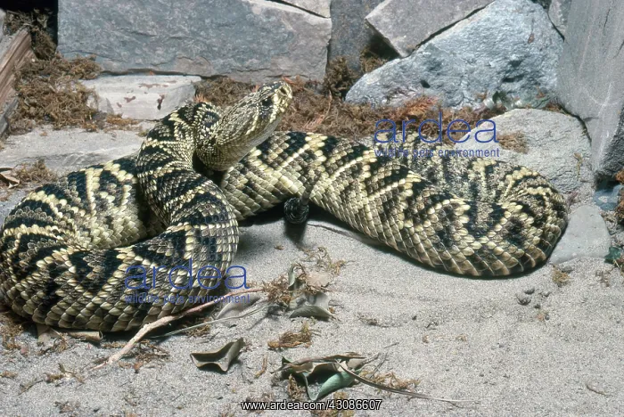: Eastern Diamondback Rattlesnake : Eastern Diamondback Rattlesnake