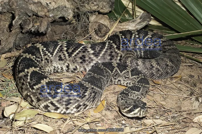 : Eastern Diamondback Rattlesnake : Eastern Diamondback Rattlesnake