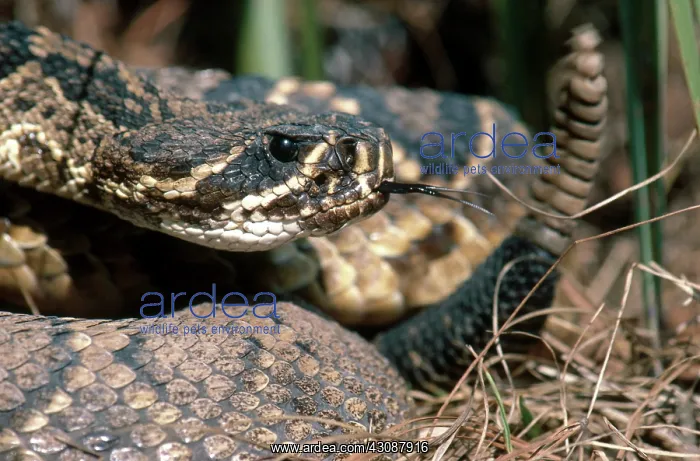 : Eastern Diamondback Rattlesnake : Eastern Diamondback Rattlesnake