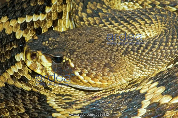 : Eastern Diamondback Rattlesnake : Eastern Diamondback Rattlesnake