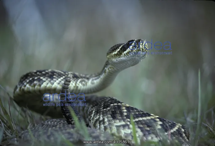 : Eastern Diamondback Rattlesnake : Eastern Diamondback Rattlesnake