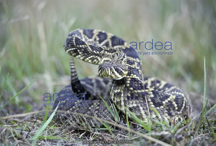 : Eastern Diamondback Rattlesnake : Eastern Diamondback Rattlesnake