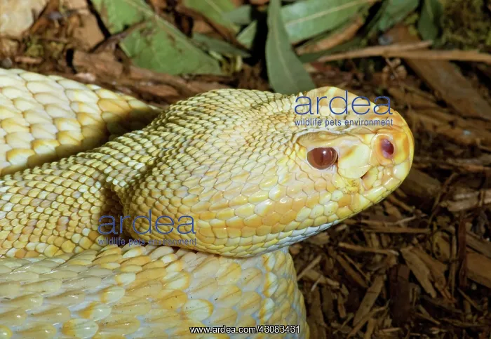 : Eastern Diamondback Rattlesnake (Albino) : Eastern Diamondback Rattlesnake (Albino)