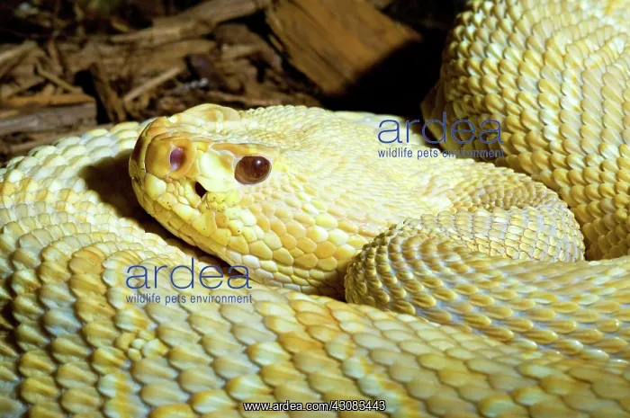: Eastern Diamondback Rattlesnake (Albino) : Eastern Diamondback Rattlesnake (Albino)