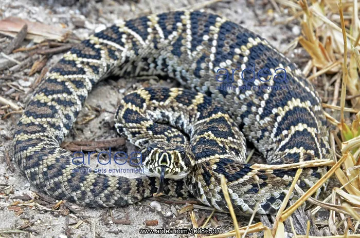  : Eastern Diamondback Rattlesnake Baby