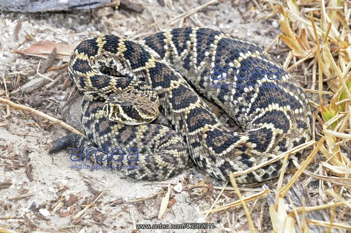 : Eastern Diamondback Rattlesnake Baby : Eastern Diamondback Rattlesnake Baby