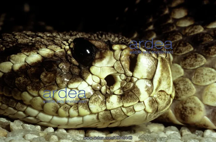  : Eastern Diamondback Rattlesnake - heat sensory pit