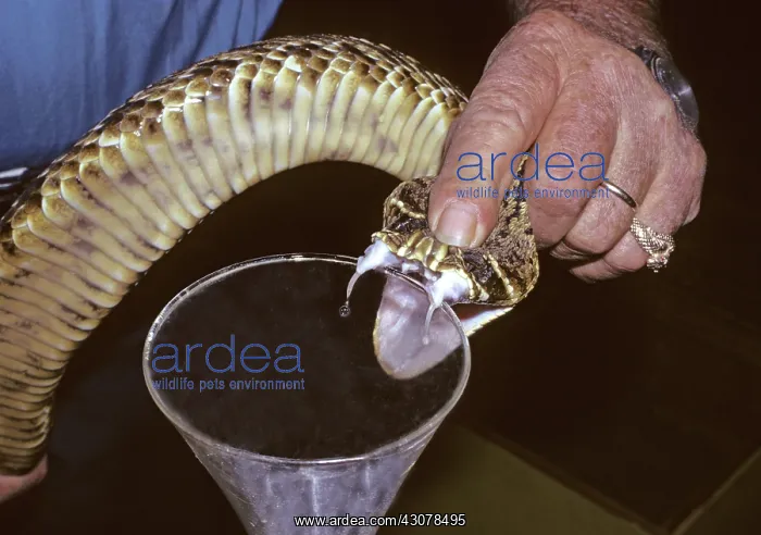 : Eastern Diamondback Rattlesnake Being Milked : Eastern Diamondback Rattlesnake Being Milked