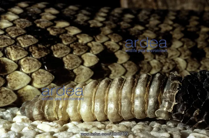 : Eastern Diamondback Rattlesnake - rattle : Eastern Diamondback Rattlesnake - rattle