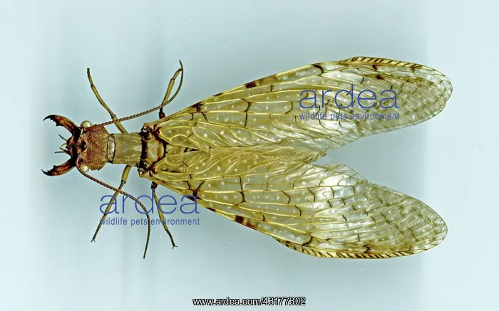 : Eastern Dobsonfly : Eastern Dobsonfly