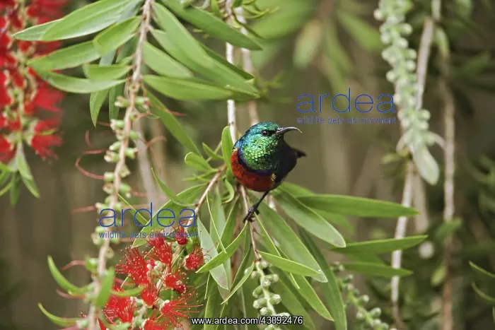 : Eastern Double-Collared Sunbird : Eastern Double-Collared Sunbird