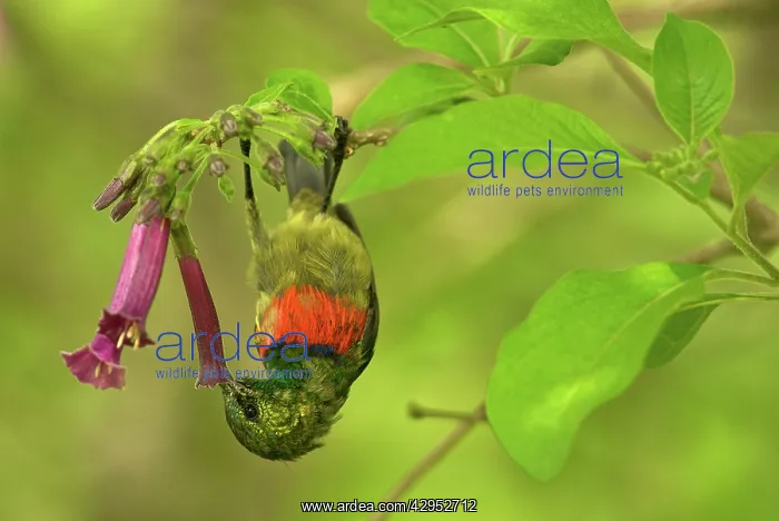 : Eastern Double-collared Sunbird - feeding : Eastern Double-collared Sunbird - feeding