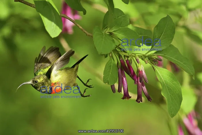 : Eastern Double-collared Sunbird - in flight : Eastern Double-collared Sunbird - in flight