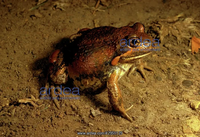 : Eastern / DumerilIs banjo frog : Eastern / DumerilIs banjo frog