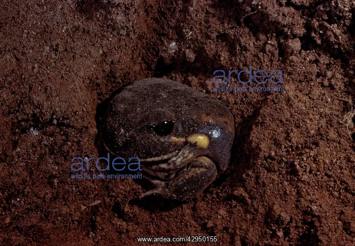 : Eastern / DumerilIs banjo frog : Eastern / DumerilIs banjo frog