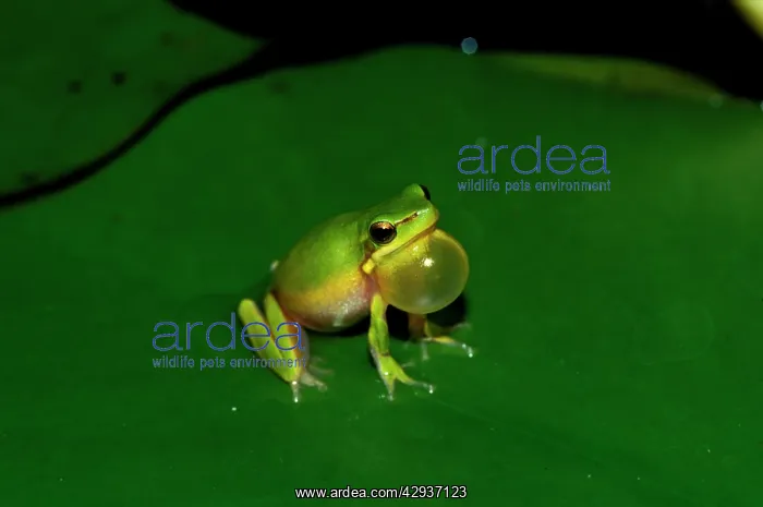 : Eastern dwarf tree frog - calling. A very small : Eastern dwarf tree frog - calling. A very small