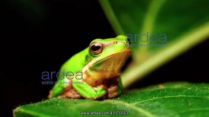 : Eastern Dwarf Tree Frog (Litoria fallax), Australia : Eastern Dwarf Tree Frog (Litoria fallax), Australia