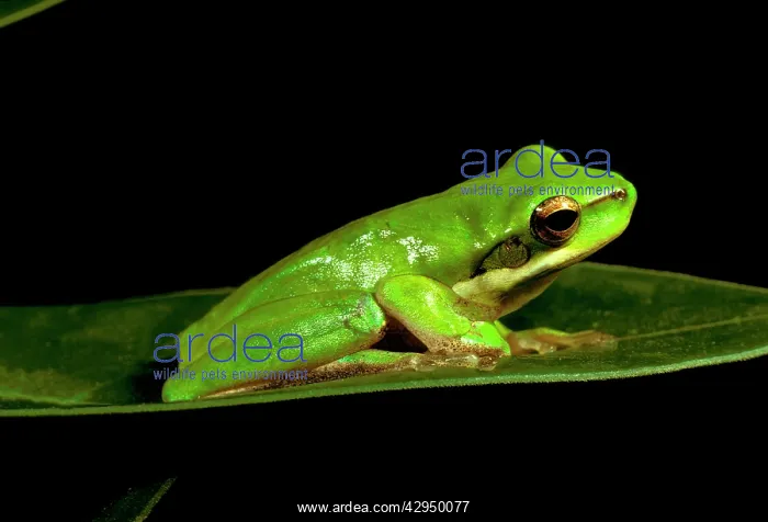 : Eastern dwarf treefrog : Eastern dwarf treefrog