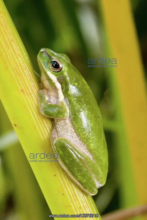 : Eastern dwarf treefrog : Eastern dwarf treefrog