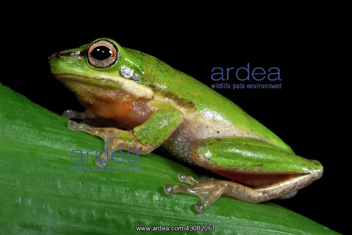 : Eastern Dwarf Treefrog : Eastern Dwarf Treefrog