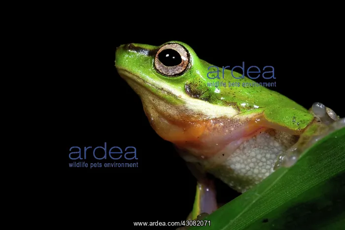 : Eastern Dwarf Treefrog : Eastern Dwarf Treefrog