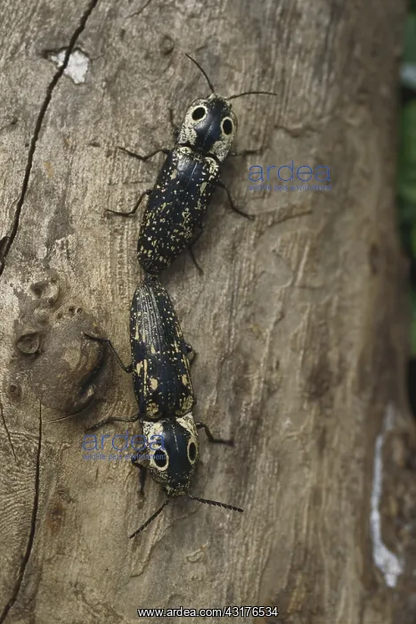 : Eastern Eyed Click Beetles : Eastern Eyed Click Beetles