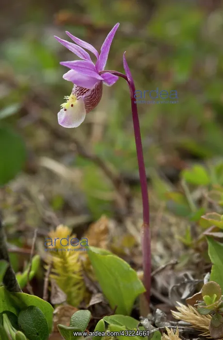 : Eastern Fairy-slipper - or calypso orchid - at Burnt Cape : Eastern Fairy-slipper - or calypso orchid - at Burnt Cape