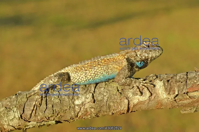: Eastern Fence Lizard : Eastern Fence Lizard