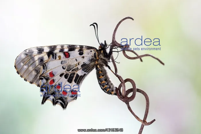 : Eastern Festoon : Eastern Festoon