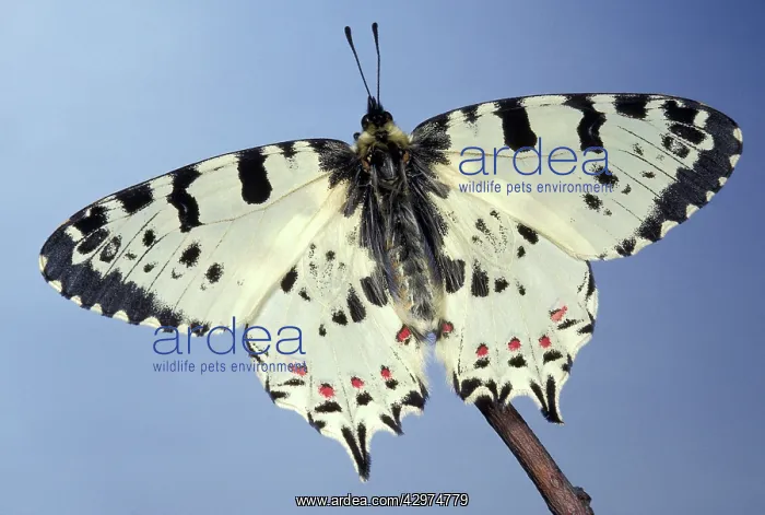 : Eastern Festoon Butterfly : Eastern Festoon Butterfly
