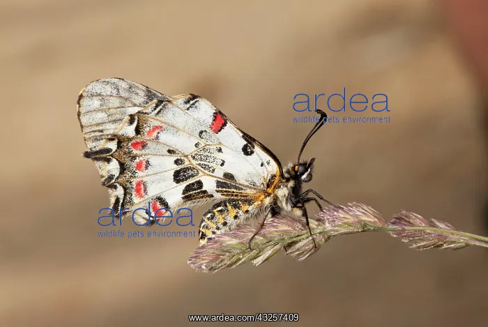 : Eastern Festoon Butterfly : Eastern Festoon Butterfly