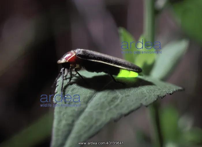 : Eastern Firefly : Eastern Firefly