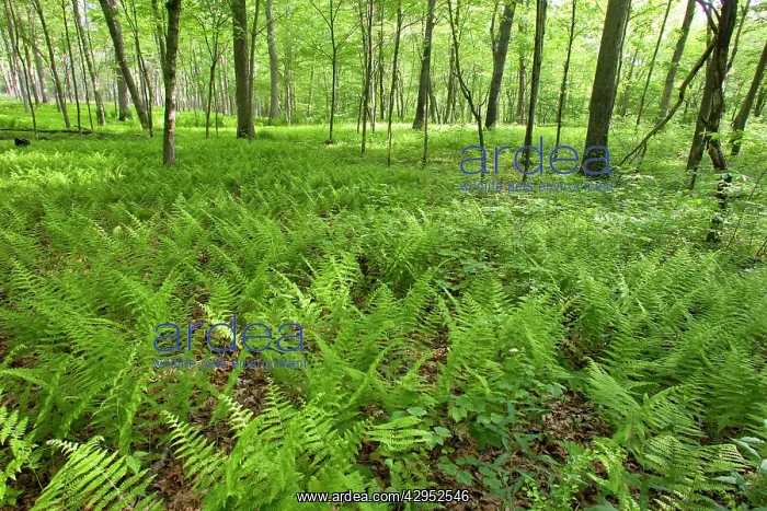 : Eastern Forest - several years after fire burned understory : Eastern Forest - several years after fire burned understory