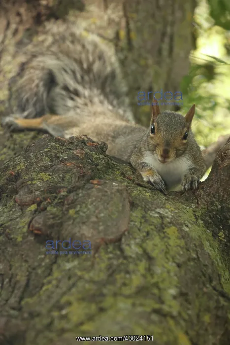  : Eastern Fox Squirrel, New York