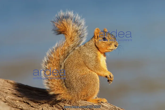 : Eastern Fox Squirrel (Sciurus niger) on : Eastern Fox Squirrel (Sciurus niger) on