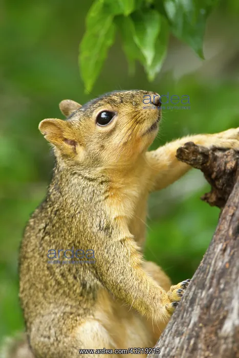 : Eastern Fox Squirrel (Sciurus niger) on : Eastern Fox Squirrel (Sciurus niger) on