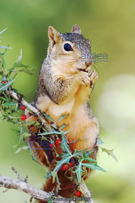 : Eastern Fox Squirrel (Sciurus niger), adult eating : Eastern Fox Squirrel (Sciurus niger), adult eating