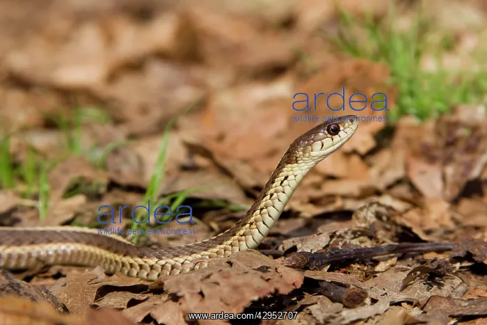 : Eastern Garter Snake : Eastern Garter Snake