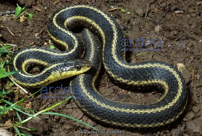 : Eastern Garter Snake : Eastern Garter Snake