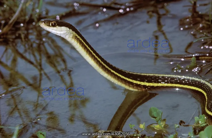 : Eastern Garter Snake : Eastern Garter Snake