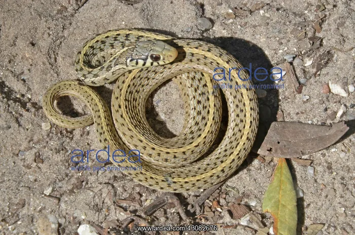 : Eastern Garter Snake : Eastern Garter Snake